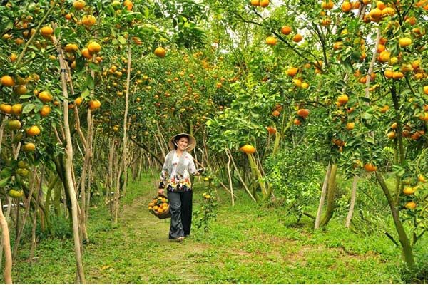 mekong delta fruit garden